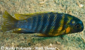Tropheops sp. 'red cheek north' Ngwasi